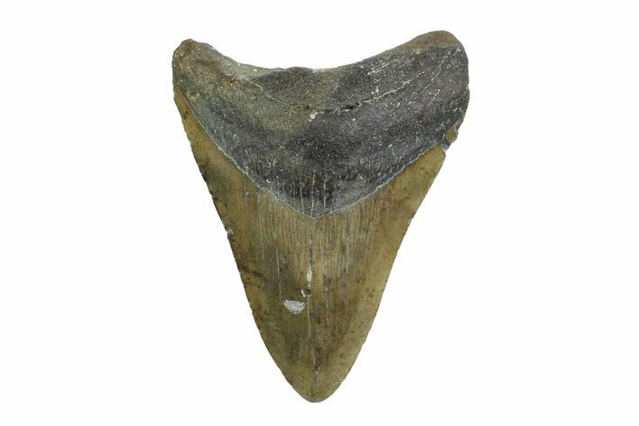 Bargain, Fossil Megalodon Tooth - North Carolina #356706